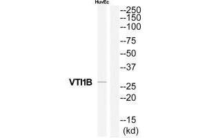 Western blot analysis of extracts from HuvEc cells, using VTI1B antibody. (VTI1B Antikörper  (N-Term))