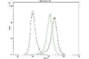 anti-Caspase 8 (CASP8) (AA 410-449), (N-Term) antibody