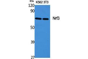 Western Blot (WB) analysis of specific cells using Nrf3 Polyclonal Antibody. (NFE2L3 Antikörper  (Internal Region))