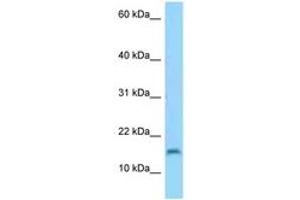 Image no. 1 for anti-Chromosome 3 Open Reading Frame 22 (C3orf22) (AA 50-99) antibody (ABIN6748209) (C3orf22 Antikörper  (AA 50-99))