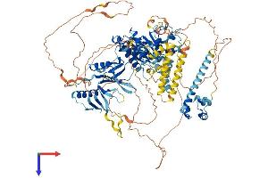SEC23IP Protein (AA 1-998) (His tag)