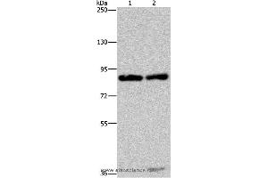 Western blot analysis of Raji and K562 cell, using MRE11A Polyclonal Antibody at dilution of 1:500 (Mre11 Antikörper)