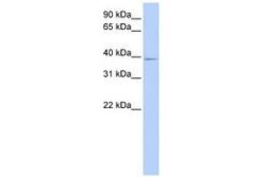 Image no. 1 for anti-Chromosome 18 Open Reading Frame 25 (C18ORF25) (AA 216-265) antibody (ABIN6741113) (C18ORF25 Antikörper  (AA 216-265))