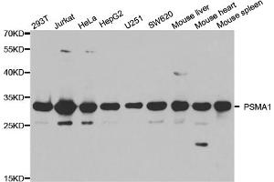 Western blot analysis of extracts of various cell lines, using PSMA1 antibody (ABIN5971354) at 1/1000 dilution. (PSMA1 Antikörper)