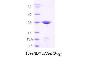 SDS-PAGE (SDS) image for Syntaxin 1A (Brain) (STX1A) (AA 1-226) protein (ABIN667049)