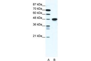 Western Blotting (WB) image for anti-Enolase 1 (ENO1) antibody (ABIN2461629) (ENO1 Antikörper)