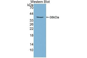 Western Blotting (WB) image for anti-Insulin-Like Growth Factor 1 (IGF1) (AA 48-118) antibody (ABIN3209574)