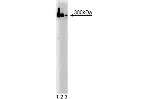 Western blot analysis of IP3R-3 on a HeLa cell lysate. (ITPR3 Antikörper  (AA 22-230))