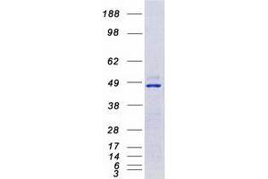 Validation with Western Blot