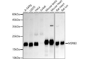 Western blot analysis of extracts of various cell lines, using MSRB3 antibody (ABIN7268488) at 1:1000 dilution. (MSRB3 Antikörper)