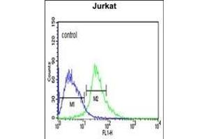 TRIM50 Antibody (C-term) (ABIN651824 and ABIN2840415) flow cytometric analysis of Jurkat cells (right histogram) compared to a negative control cell (left histogram). (TRIM50 Antikörper  (C-Term))