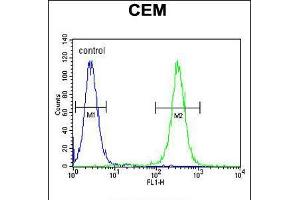 Flow cytometric analysis of CEM cells (right histogram) compared to a negative control cell (left histogram). (MNDA Antikörper  (N-Term))