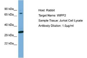 Host: Rabbit Target Name: WIPF2 Sample Type: Jurkat Whole Cell lysates Antibody Dilution: 1. (WIPF2 Antikörper  (C-Term))