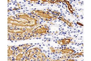Immunohistochemistry analysis of paraffin-embedded Rat kidney using AQP1 Polyclonal Antibody at dilution of 1:400. (Aquaporin 1 Antikörper)