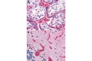 Immunohistochemical staining of human placenta (A) and human brain, cerebellum (B) with QSOX2 polyclonal antibody . (QSOX2 Antikörper  (C-Term))
