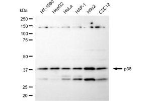 Western blotting analysis using p38 antibody (ABIN7799444).