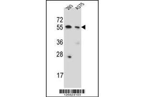 Western blot analysis in 293,A375 cell line lysates (35ug/lane). (CPNE8 Antikörper  (N-Term))