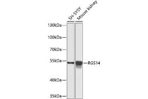 Western blot analysis of extracts of various cell lines, using RGS14 antibody (ABIN6130669, ABIN6146917, ABIN6146918 and ABIN6225301) at 1:1000 dilution. (RGS14 Antikörper  (AA 230-510))