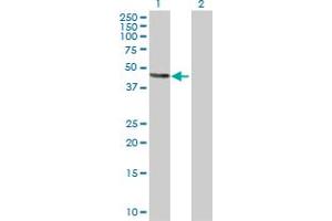 Western Blot analysis of ATP4B expression in transfected 293T cell line by ATP4B MaxPab polyclonal antibody. (ATP4b Antikörper  (AA 1-291))