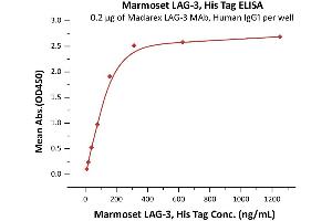 Immobilized Madarex LAG-3 MAb, Human IgG1 at 2 μg/mL (100 μL/well) can bind Marmoset LAG-3, His Tag (ABIN5954963,ABIN6809977) with a linear range of 10-156 ng/mL (QC tested).