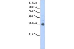 Western Blotting (WB) image for anti-Zinc Finger Protein 197 (ZNF197) antibody (ABIN2461810) (ZNF197 Antikörper)
