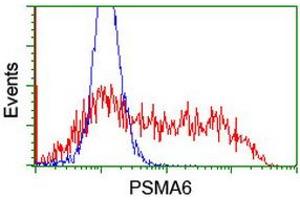 Image no. 3 for anti-Proteasome Subunit alpha 6 (PSMA6) antibody (ABIN1500467) (PSMA6 Antikörper)