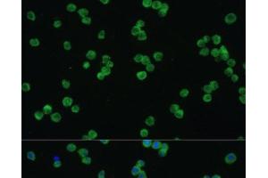 Immunofluorescence analysis of Raw264. (LZTR1 Antikörper)