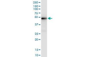 Immunoprecipitation (IP) image for anti-X-Ray Repair Complementing Defective Repair in Chinese Hamster Cells 4 (XRCC4) (AA 1-336) antibody (ABIN521432)