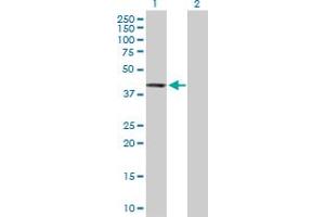 Western Blot analysis of PTPN7 expression in transfected 293T cell line by PTPN7 MaxPab polyclonal antibody. (PTPN7 Antikörper  (AA 1-360))