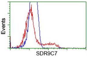 HEK293T cells transfected with either RC210941 overexpress plasmid (Red) or empty vector control plasmid (Blue) were immunostained by anti-SDR9C7 antibody (ABIN2453634), and then analyzed by flow cytometry. (SDR9C7 Antikörper)