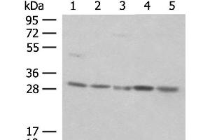 Western blot analysis of NIH/3T3 cell Mouse spleen tissue K562 cell Hela cell 231 cell lysates using PSMA4 Polyclonal Antibody at dilution of 1:400 (PSMA4 Antikörper)