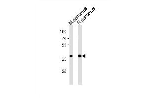 Western blot analysis of lysates from mouse pancreas and rat pancreas tissue (from left to right), using PDX1 Antibody (N-term) (ABIN6242402 and ABIN6577733). (PDX1 Antikörper  (N-Term))