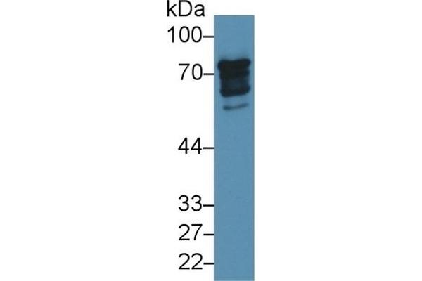 Epsin 1 anticorps  (AA 279-437)