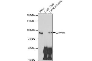 Immunoprecipitation analysis of 300 μg extracts of NIH/3T3 cells using 3 μg Calnexin antibody (ABIN7266031). (Calnexin Antikörper  (AA 501-592))