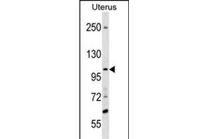 SCUBE3 Antibody (Center) (ABIN1538453 and ABIN2838104) western blot analysis in Uterus tissue lysates (35 μg/lane). (SCUBE3 Antikörper  (AA 480-509))