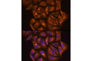 Immunofluorescence analysis of U2OS cells using PKM2 Rabbit pAb (ABIN6128296, ABIN6145714, ABIN6145715 and ABIN6218076) at dilution of 1:100 (40x lens). (PKM Antikörper  (AA 11-221))