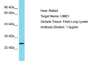 Host: Rabbit Target Name: LIME1 Sample Tissue: Human Fetal Lung Antibody Dilution: 1ug/ml (LIME Antikörper  (C-Term))
