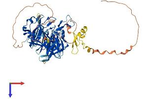 RAG2 Protein (AA 1-527) (His tag)