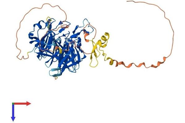 RAG2 Protein (AA 1-527) (His tag)