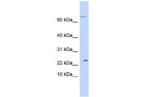 LOC441956 antibody used at 1 ug/ml to detect target protein. (LOC441956 Antikörper  (N-Term))
