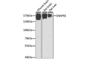 Western blot analysis of extracts of various cell lines, using SNAP91 antibody. (SNAP91 Antikörper  (AA 321-600))