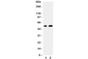 Western blot testing of EGR2 antibody and Lane 1:  mouse NIH3T3;  2: human MCF-7 cell lysate. (EGR2 Antikörper  (N-Term))