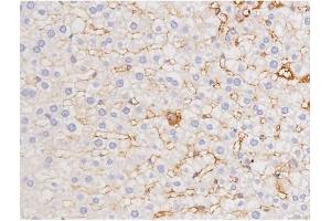 ABIN6267358 at 1/200 staining Rat liver tissue sections by IHC-P. (MAPT Antikörper  (pThr212))