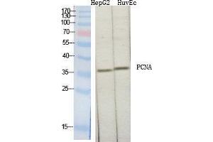 Western Blot (WB) analysis of specific cells using PCNA Polyclonal Antibody.