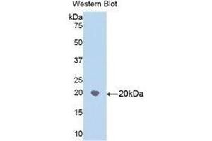 Western Blotting (WB) image for anti-Heat Shock 60kDa Protein 1 (Chaperonin) (HSPD1) (AA 172-343) antibody (ABIN1859226) (HSPD1 Antikörper  (AA 172-343))