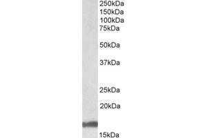 Image no. 1 for anti-Galanin (GAL) (AA 51-63) antibody (ABIN490598) (Galanin Antikörper  (AA 51-63))