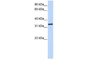 HAAO antibody used at 1 ug/ml to detect target protein.