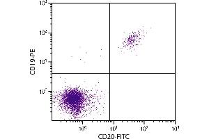 Human peripheral blood lymphocytes were stained with Mouse F(ab’)2 Anti-Human CD20-FITC. (CD20 Antikörper  (PE))