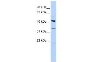 ADRB2 antibody (70R-10424) used at 0. (beta 2 Adrenergic Receptor Antikörper  (Middle Region))