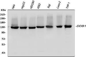 Western blot analysis of DDB1 using anti-DDB1 antibody (ABIN3043823). (DDB1 Antikörper  (AA 1011-1140))